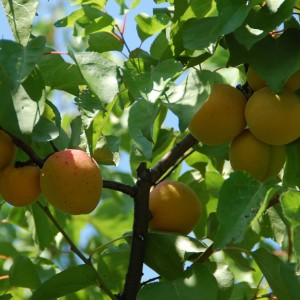 frutas de hueso -snature