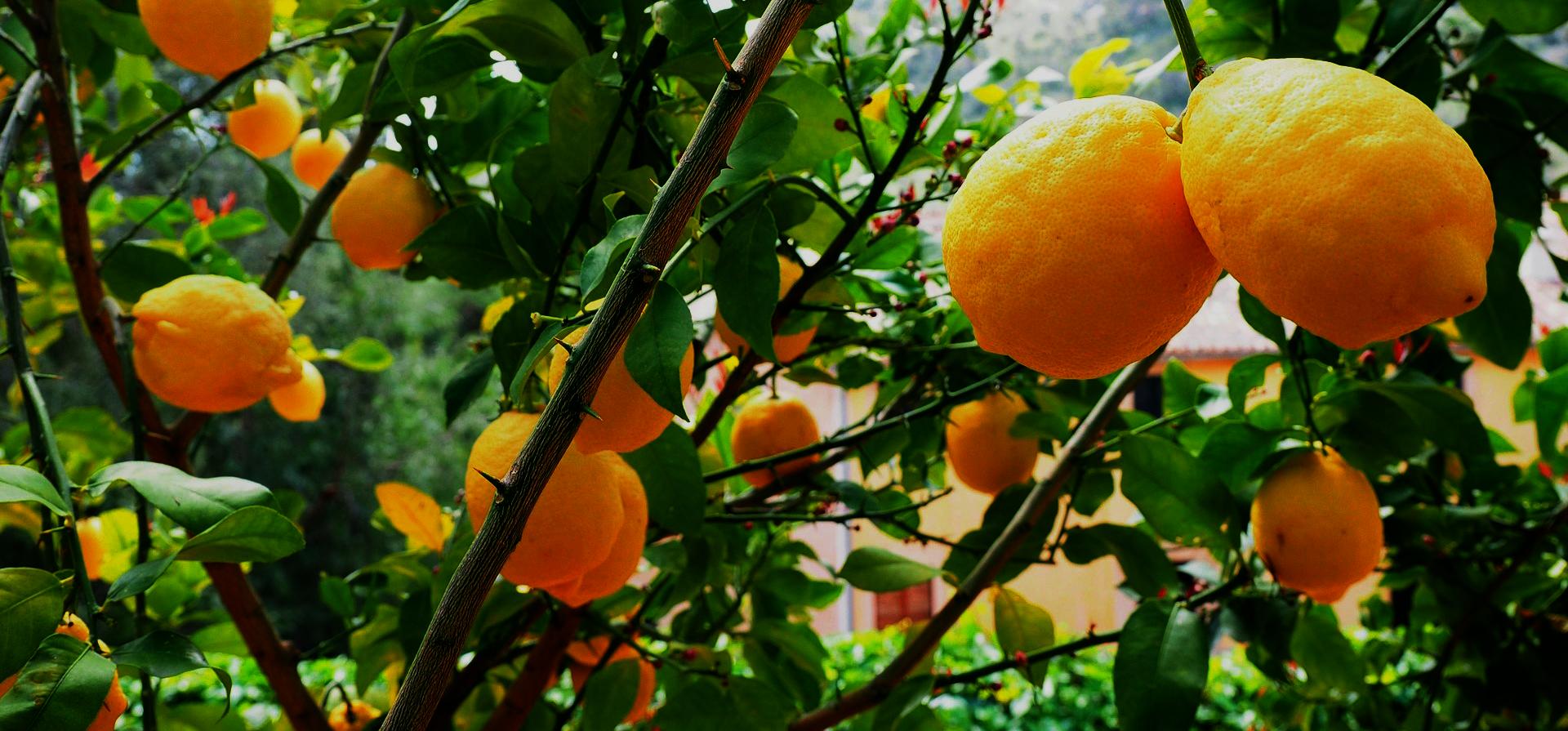 limones - snature