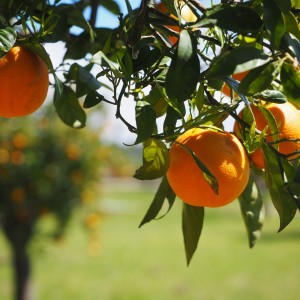 naranjas - snature