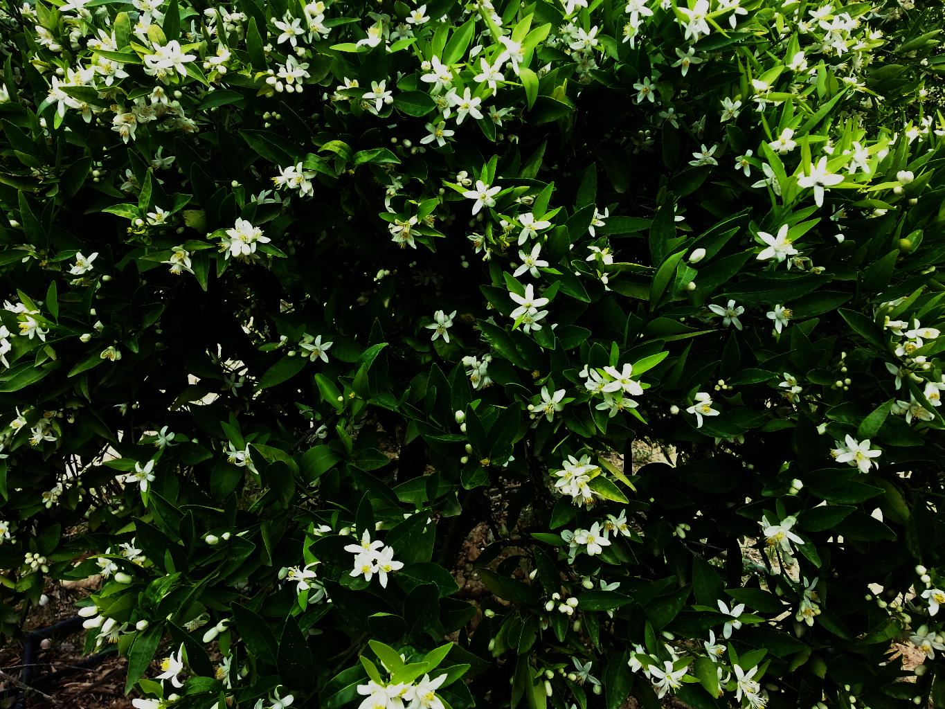 exportadores de citricos - snature